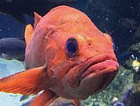 altdaily_sp_rockfish_qwbi