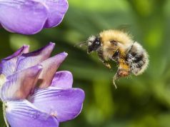 How To Grow An Eco-Friendly Garden