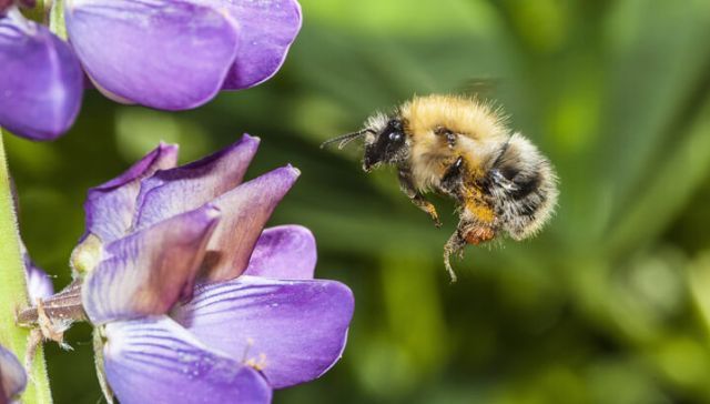 How To Grow An Eco-Friendly Garden