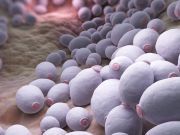 Deadly Drug-Resistant Yeast On The Rise: Protect Yourself NOW!