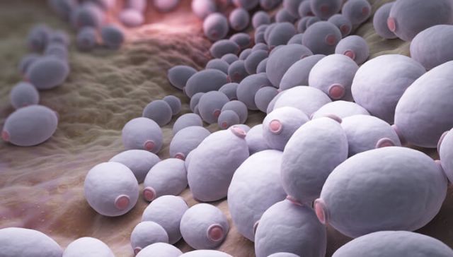 Deadly Drug-Resistant Yeast On The Rise: Protect Yourself NOW!