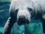 Manatee Sex Is Causing Traffic Congestion