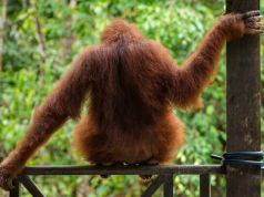 What You Can Do To Help This Endangered Species