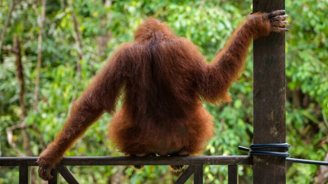 orangutan