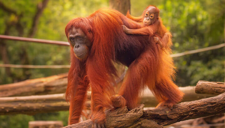 orangutan-and-baby