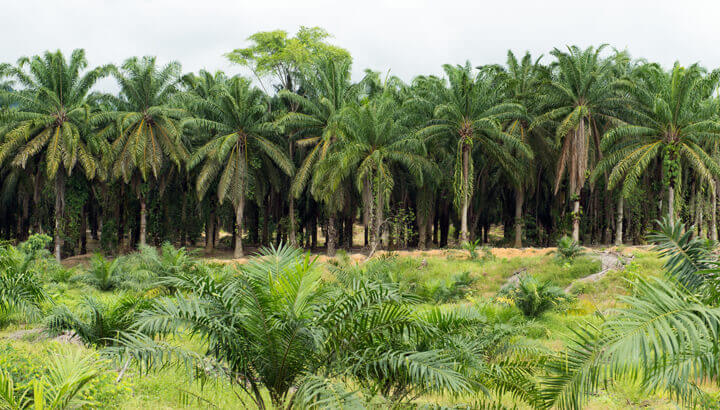 palm-oil-plantation