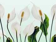 9 Indoor Plants That Will Improve Your Home’s Air Quality