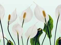 9 Indoor Plants That Will Improve Your Home’s Air Quality