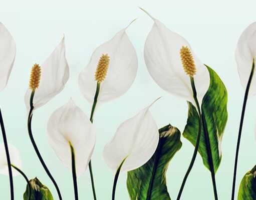 9 Indoor Plants That Will Improve Your Home’s Air Quality