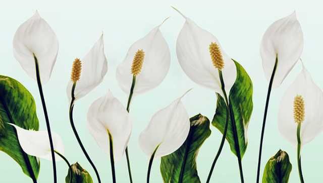 9 Indoor Plants That Will Improve Your Home’s Air Quality