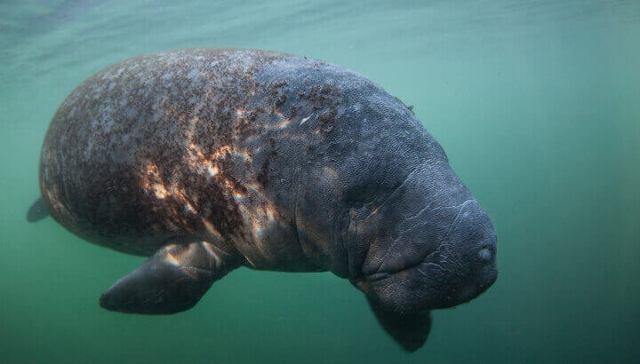 scarred-manatee