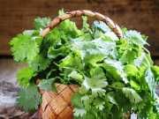 What Is Coriander And Why Should I Eat It?