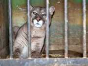 TripAdvisor Takes Stand Against Inhumane Wildlife Exhibits