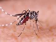 What We Don’t Know About Zika, Naled And Science