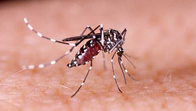 What We Don’t Know About Zika, Naled And Science