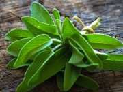 Eliminate Pesky Odors With This All-Purpose Fresh Sage Cleaning Spray