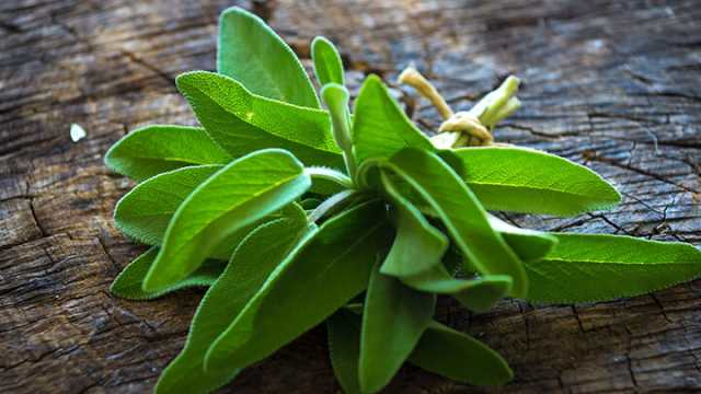 sage