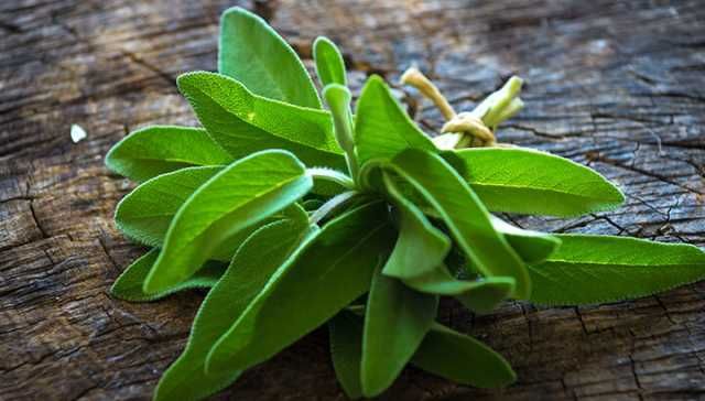 Eliminate Pesky Odors With This All-Purpose Fresh Sage Cleaning Spray