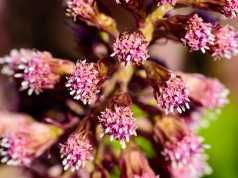 What Is Butterbur And How Can It Improve My Health?