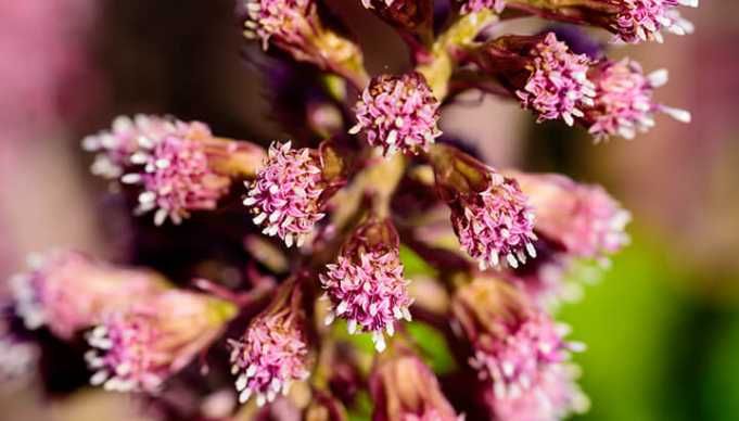 What Is Butterbur And How Can It Improve My Health?