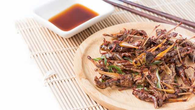 Edible bugs fried grasshoppers