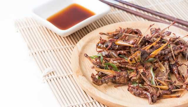 Could Bugs Replace Beef And Fish?