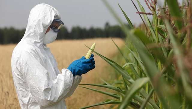 The Great GMO Debate: What You Need To Know
