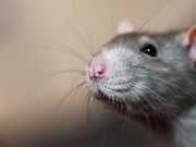 Giant Rats To Join The Fight Against Illegal Resources And Wildlife Trade
