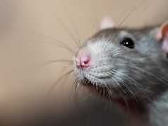 Giant Rats To Join The Fight Against Illegal Resources And Wildlife Trade