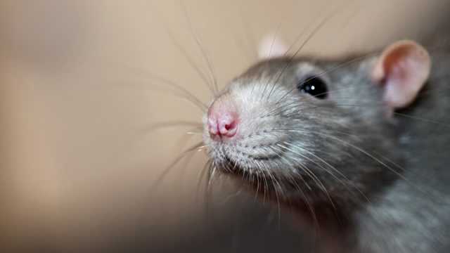 Giant Rats Hunt For Resources