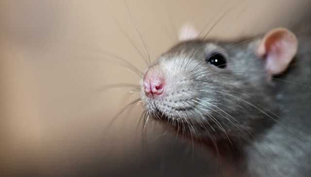 Giant Rats To Join The Fight Against Illegal Resources And Wildlife Trade