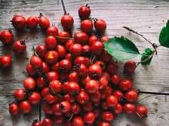 11 Amazing Health Benefits Of Hawthorn Berries