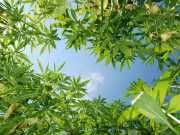 How Cannabis’ Cousin Can Diminish Political Gridlock And More