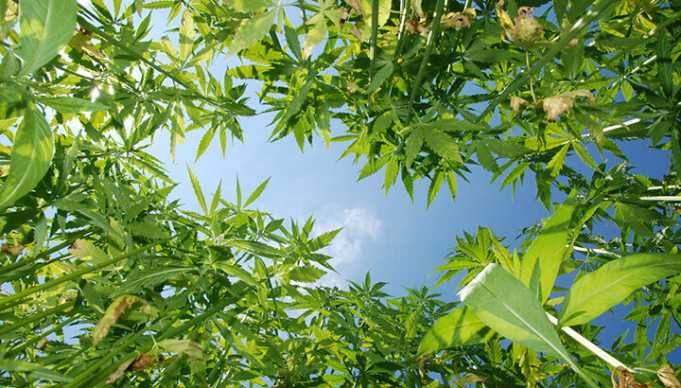 How Cannabis’ Cousin Can Diminish Political Gridlock And More