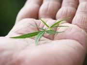 Recreational Marijuana: Who’s In And Who’s Out?