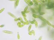 Phytoplankton Can Improve Your Mood And More