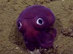 Researchers Discover A Purple Sea Creature Party