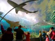 10,000 Animals Left Behind In Ripley’s Aquarium Near Fire Are Safe