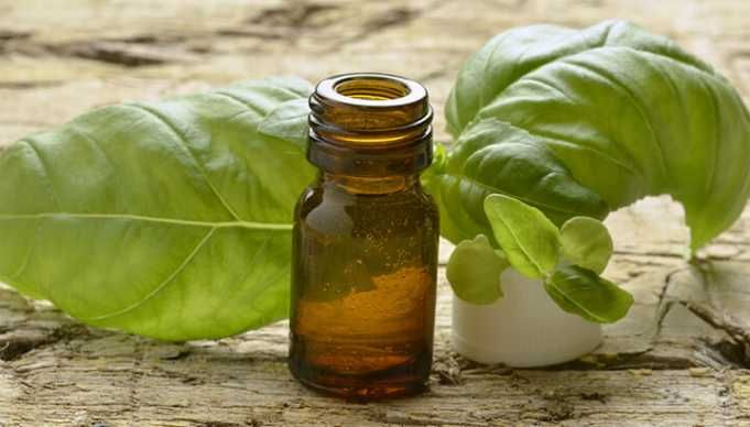 12 Sweet Basil Oil Fixes That Really Work