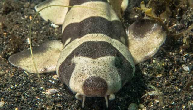 Should We Save The Sharks?