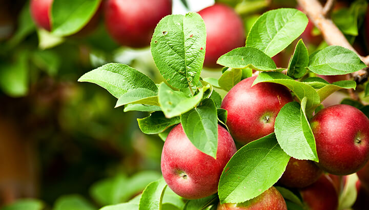 Best foods for blood sugar apples
