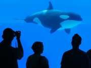 Captive Orcas Are All the Rage In China