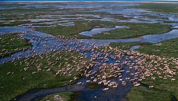 Caribou migrating across the tundra in summer, Hudson Bay. (Photo Courtesy: Bryan and Cherry Alexander, WWF Canada)