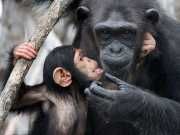 Misuse Of Antibiotics Puts Chimps At Risk