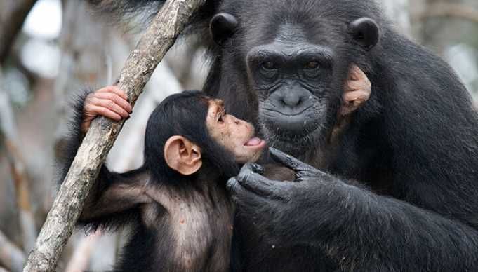 Misuse Of Antibiotics Puts Chimps At Risk