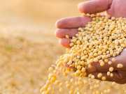 The Toxic Food You Eat Daily
