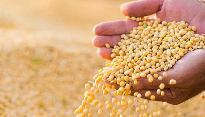 The Toxic Food You Eat Daily