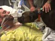 A Dog’s Heartbreaking Final Farewell To His Owner