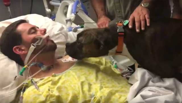 A Dog’s Heartbreaking Final Farewell To His Owner