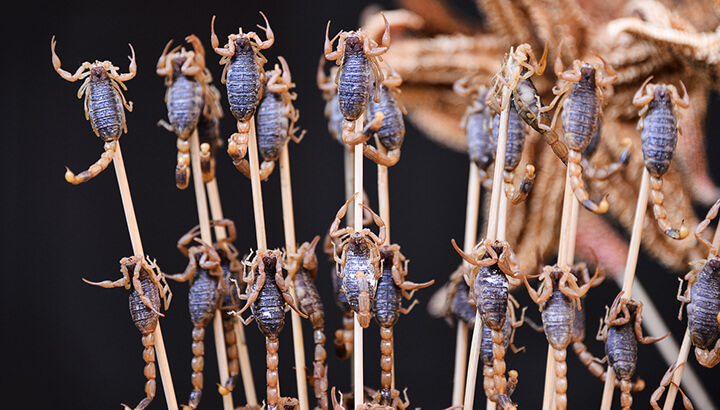 Edible bugs fried scorpions